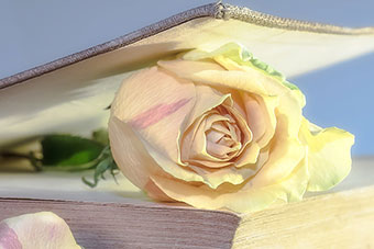 A book with a rose between its pages
