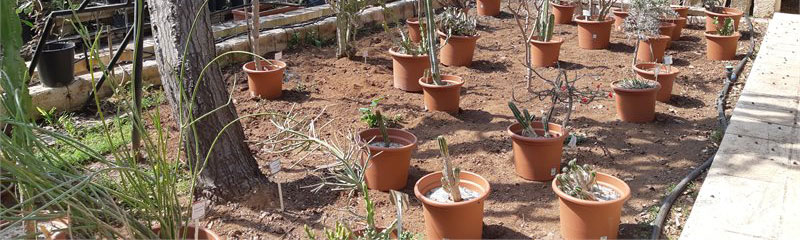Plants at Argotti